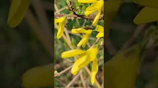 Цветёт форзиция - кустарник золотой... Forsythia blooms - a golden shrub...