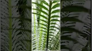 DIOON EDULE From My Garden #shorts #viral #youtubeshorts #shortvideo