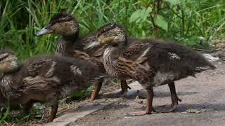 wildlife at pentwyn lake - summer 2023