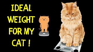 Ideal Weight for My Cat |  Choosing the Right Weight for Your Feline Friend