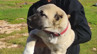 Yavru Köpek Köy eğitimi