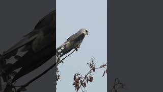 Black-shouldered kite searching for prey in windy weather #ytshorts #ytshort #shorts #short #raptor