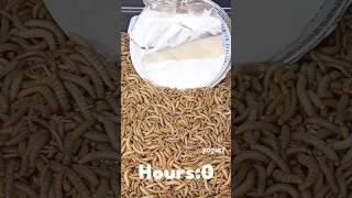 Mealworms Vs Yogurt #food #wormlapse #herbivore  #insects #mealworms #petcare  @MealwormTimelapse