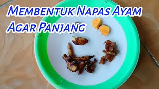 Tips Membentuk Napas ( 🐔 ) Agar Panjang ‼️