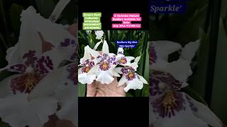 Shree's Plant Collection WhatsApp: 8653098047 #shorts #reels #viral #orchids