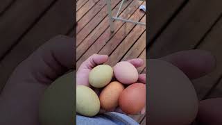 new nesting box update  CLEAN EGGS!!