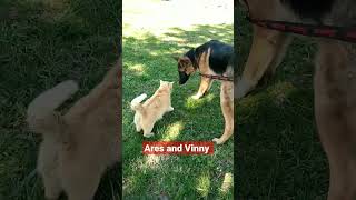 Ares and Vinny hangin out enjoying the weather #friends #catdog #gsd #tabbycat #spring #goodboy