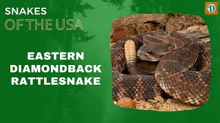 EASTERN DIAMONDBACK RATTLESNAKE