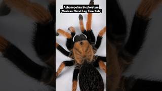 Can YOU tell the difference between the Blood Leg & Fire Leg? #tarantula #spider