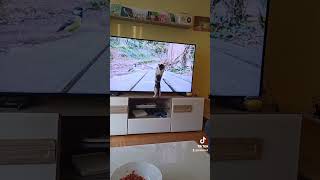 My cat attack tv