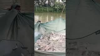 মাছে ভাতে বাঙালী #travel #বাংলাদেশ #village #fishing #bangladesh