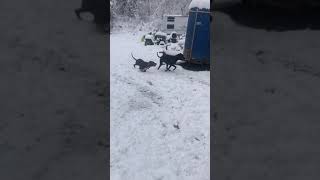 Pittie, Boxer, Rhodesia Ridgeback playing in the snow.