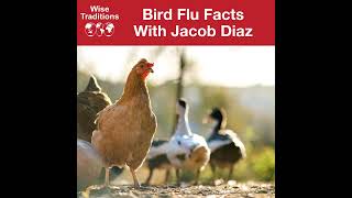 490: Bird Flu Facts