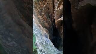 Around and inside a Cavity tree#nature#birds#biodiversity#nest#nichoir#oiseaux#old#open#vertebrates