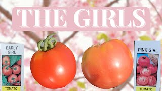 Tomato Tasting (Early Girl & Pink Girl) [Adv.36]