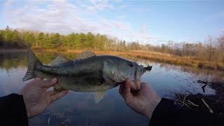 Catching Bass in Lily Pads (Shimano Exsence DC) Maryland Bass Fishing!