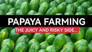 The Juicy and Risky Side of Papaya Farming in Nigeria