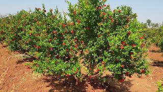 Pomegranate flowering and fruit size after 30 days of Bahar treatment