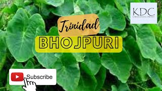 (TRINIDAD BHOJPURI) WORDS WEEK THIRTY-THREE