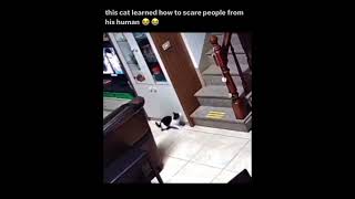 Cat scares people #memes #shorts #cats #cute