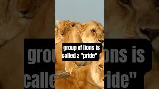 Top 5 Facts About Lions