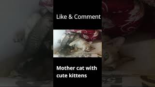 mother cat with cute kittens  #feeding #cats #kittens