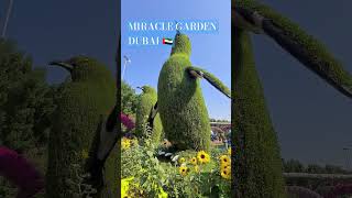 Miracle Garden Dubai#world#travel#discovery#dubai#garden#miraclegarden#shorts#viral l#trending#dubai