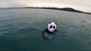 Winter spearfishing SCOTLAND waterfalls and beach clean   AND A PANDA (Episode 35)