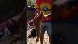 Pesca de carpón en Mechita. SHORTS