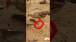 தூய சிறுவிடை கோழி என்னக்கு அவ்வளவு பிடிக்கும் | #tamil #தமிழ் #shorts #tamilshorts #farming #viral