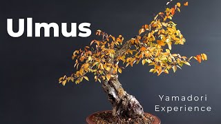 Ulmus Minor Bonsai | new step