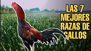 LAS 7 MEJORES RAZAS DE GALLOS