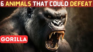 6 Animals That Could Defeat A Gorilla