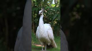 White Peacock #peacock #whitepeacock #shorts #viralvideo