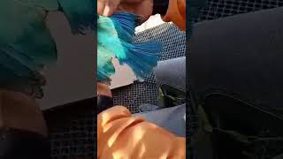 #video shorts pak tukang dapat burung aneh,kuli bangunan