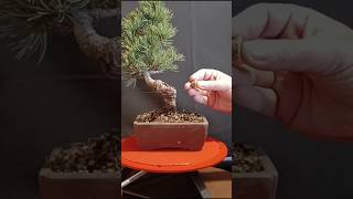 Pre bonsai de pinos pentaphylla, vídeo completo en el canal #bonsai