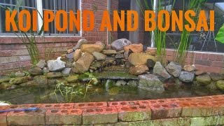 Koi pond and Bonsai update.