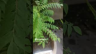 Care tips for curry patta plants #shorts #curryleaves #viral #yt #shortvideo