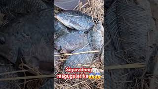 Isang tumpok na Tilapia grabeng dami #hectortvvlogs #fishing #shorts