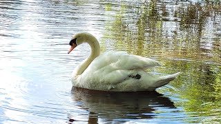 Cute Little Cygnets