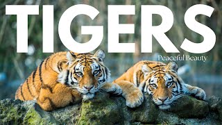 Tiger Kingdom | Majestic Wilderness