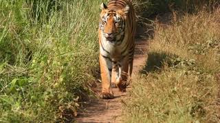 Tadoba Wilderness - October 2021