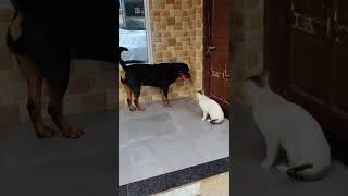 Rottweiler and Cat