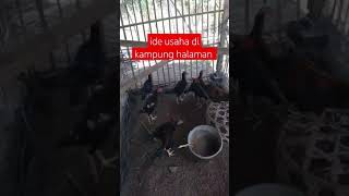 PELUANG USAHA DI KAMPUNG RAWAT AYAM #shotrs