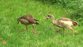 Sind Nilgänse invasiv?