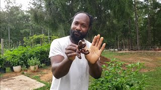 Chocolate Scotch Bonnet Harvest from the Container Garden