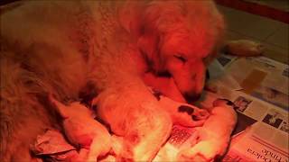 LITTER Z5 - 13 HOURS OLD - LA BORDA D'URTX - PYRENEAN MOUNTAIN DOGS