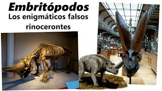 Embritópodos. Descubre a los misteriosos falsos rinocerontes