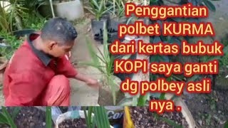 pergantian pulbet bibit KURMA.