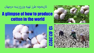 تاریخچه کشت وزرع پنبه یا پخته در افغانستان و جهانHistory of cultivation of cotton or baked crops in